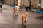 چرخه ناکارآمد کنترل سگ های بی صاحب در شهر های مازندران/ سریال تکراری حمله سگ ها به شهروندان