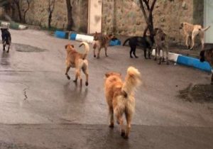 چرخه ناکارآمد کنترل سگ های بی صاحب در شهر های مازندران/ سریال تکراری حمله سگ ها به شهروندان