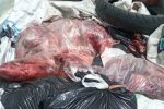 باند توزیع گوشت خوک در آمل دستگیر شد