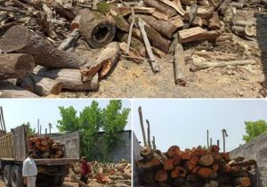 کشف و توقیف چوب جنگلی قاچاق در آمل
