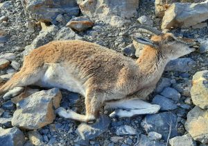 کشف لاشه یک رأس بز وحشی در ارتفاعات جنگلی آمل