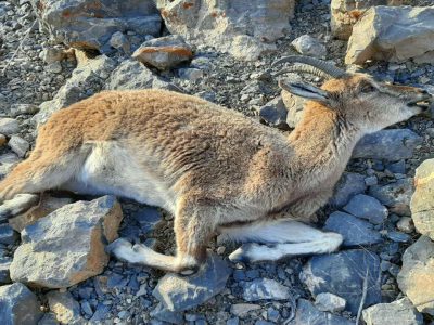 کشف لاشه یک رأس بز وحشی در ارتفاعات جنگلی آمل