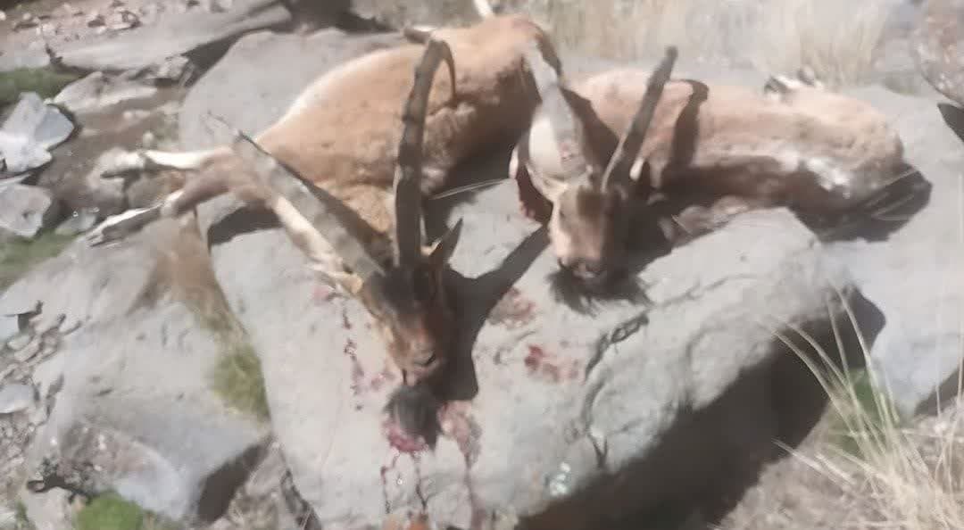 کشف لاشه دو کل وحشی در منطقه نوا آمل