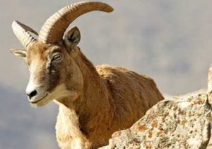 فضای مجازی شکارچی قوچ وحشی را در آمل به دام انداخت