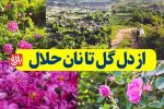 از دل گُل تا نان حلال با عطر اصالت