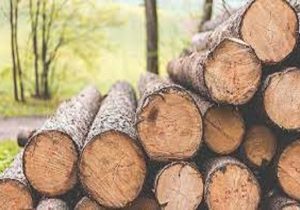 دستگیری باند حرفه‌ای قاچاق چوب در آمل