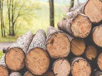 دستگیری باند حرفه‌ای قاچاق چوب در آمل