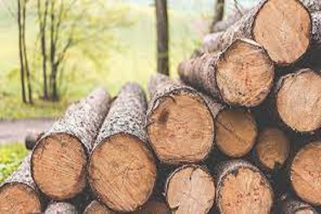 دستگیری باند حرفه‌ای قاچاق چوب در آمل
