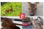کشف لاشه شوکا و قرقاول از شکارچیان در آمل