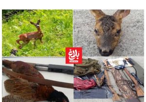 کشف لاشه شوکا و قرقاول از شکارچیان در آمل