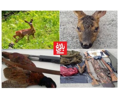 کشف لاشه شوکا و قرقاول از شکارچیان در آمل