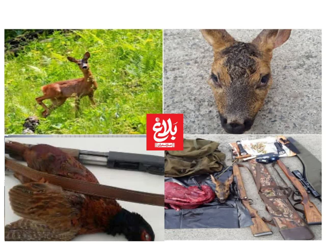کشف لاشه شوکا و قرقاول از شکارچیان در آمل