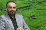 آغاز برداشت برنج از هفته سوم تیر در مازندران