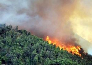 حبس و زندان در انتظار عاملان آتش سوزی در طبیعت