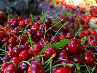 پیش‌بینی تولید ۳۰ هزار تن گیلاس از باغات آمل