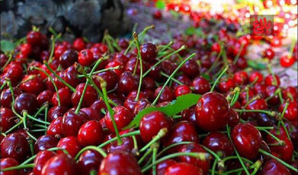 پیش‌بینی تولید ۳۰ هزار تن گیلاس از باغات آمل