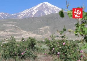 جهش تولید گیاهان دارویی با گسترش سطح کشت