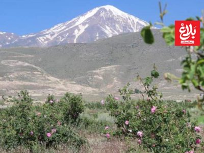 جهش تولید گیاهان دارویی با گسترش سطح کشت