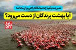 آیا بهشت پرندگان از دست می‌رود؟