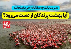 آیا بهشت پرندگان از دست می‌رود؟