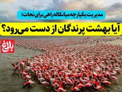 آیا بهشت پرندگان از دست می‌رود؟