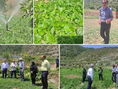 لاریجان، قطب تولید سبزی‌های برگی باکیفیت