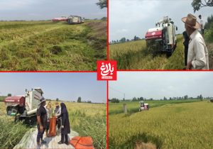 برداشت مکانیزه برنج از اراضی شالیزاری در آمل
