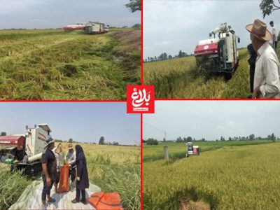 برداشت مکانیزه برنج از اراضی شالیزاری در آمل