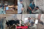 طرح واکسیناسیون رایگان دام‌های سبک و سنگین در روستای شامحله آمل با موفقیت اجرا شد.