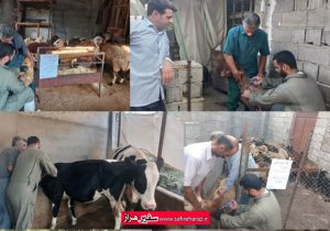 طرح واکسیناسیون رایگان دامهای سبک و سنگین در روستای شامحله آمل با موفقیت اجرا شد.
