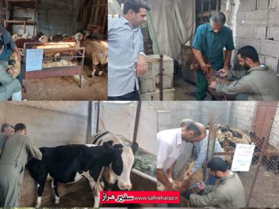 طرح واکسیناسیون رایگان دام‌های سبک و سنگین در روستای شامحله آمل با موفقیت اجرا شد.