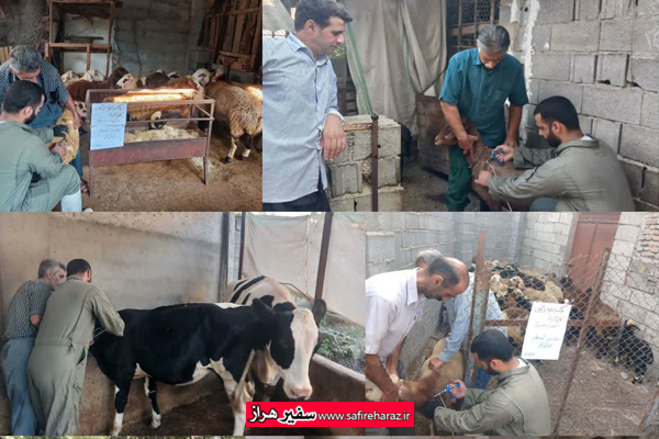 طرح واکسیناسیون رایگان دام‌های سبک و سنگین در روستای شامحله آمل با موفقیت اجرا شد.