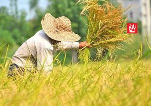 برداشت موفقیت‌آمیز ۷۵ درصدی برنج آمل؛ نوید برداشت پربار و باکیفیت