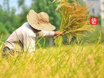 برداشت موفقیت‌آمیز ۷۵ درصدی برنج آمل؛ نوید برداشت پربار و باکیفیت