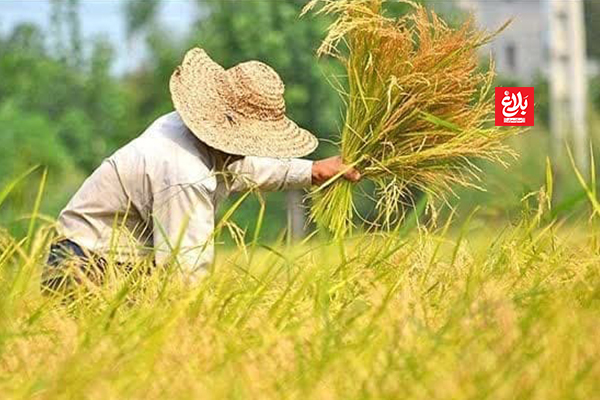 برداشت موفقیت‌آمیز ۷۵ درصدی برنج آمل؛ نوید برداشت پربار و باکیفیت