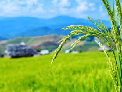 تضمین کشت دوم برنج با قیمت ۱۷۰ هزار