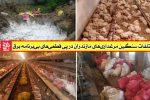 تلفات سنگین مرغداری‌ها در پی قطعی‌های بی‌برنامه برق