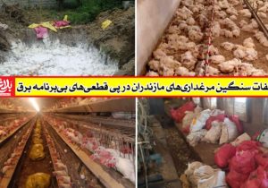 تلفات سنگین مرغداری‌ها در پی قطعی‌های بی‌برنامه برق