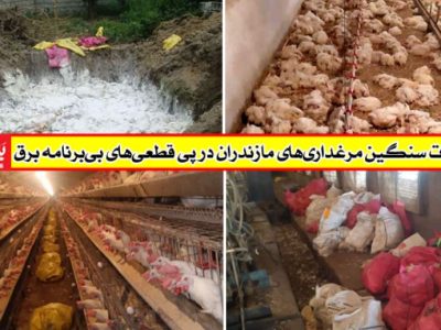تلفات سنگین مرغداری‌ها در پی قطعی‌های بی‌برنامه برق