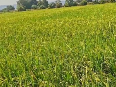 تحولی سبز در شالیزارهای بهشهر رقم خورد