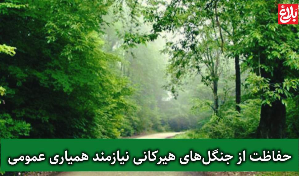 عزم جدی برای حفاظت از میراث سبز شمال