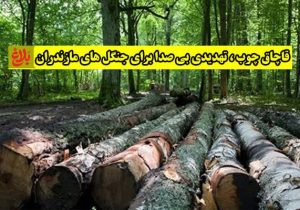 قاچاق چوب؛ تهدیدی بیصدا برای جنگلهای مازندران