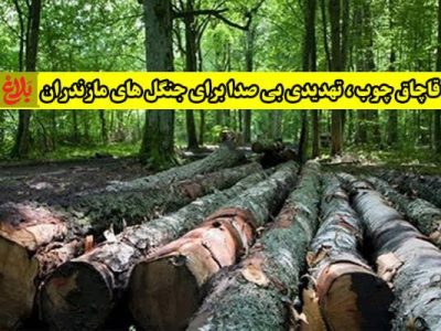 قاچاق چوب؛ تهدیدی بی‌صدا برای جنگل‌های مازندران