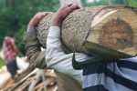 تیغ قانون بر تنه قاچاق چوب