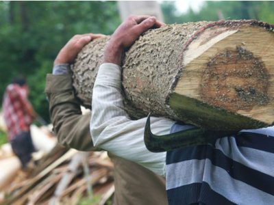 تیغ قانون بر تنه قاچاق چوب