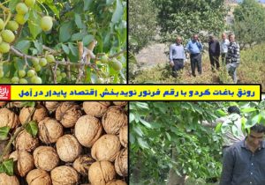 رونق باغات گردو، نویدبخش اقتصاد پایدار در آمل