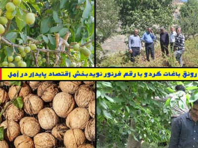 رونق باغات گردو، نویدبخش اقتصاد پایدار در آمل
