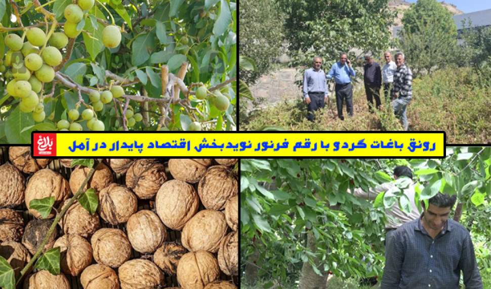 رونق باغات گردو، نویدبخش اقتصاد پایدار در آمل