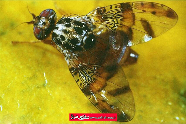 طغیان مگس مدیترانه‌ای میوه، تهدیدی برای محصول استراتژیک آمل
