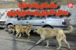 سگ‌های بلاصاحب؛ معضل خاموش زیست بوم ایران
